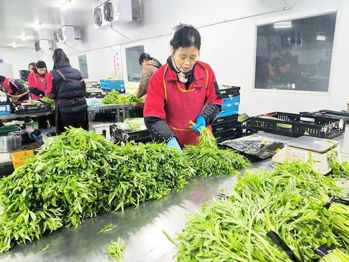 江城蔬菜價格節后回落，市民“菜籃子”更顯輕松